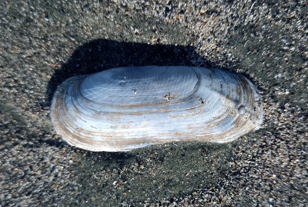 Corrugated Razor Clam