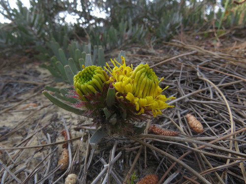 Image of Leucospermum parile by (c) Jeremy Gilmore, some rights reserved (CC BY)