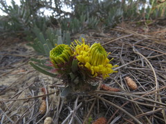 Leucospermum parile