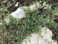 Tribulus terrestris