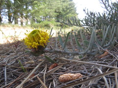 Leucospermum parile