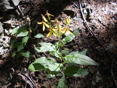Senecio ovatus alpestris