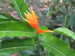 Heliconia aurantiaca