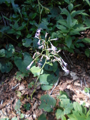 Adenostyles australis