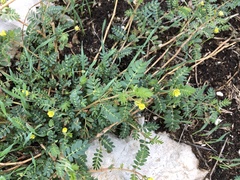 Tribulus terrestris