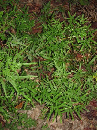 Lygodium japonicum