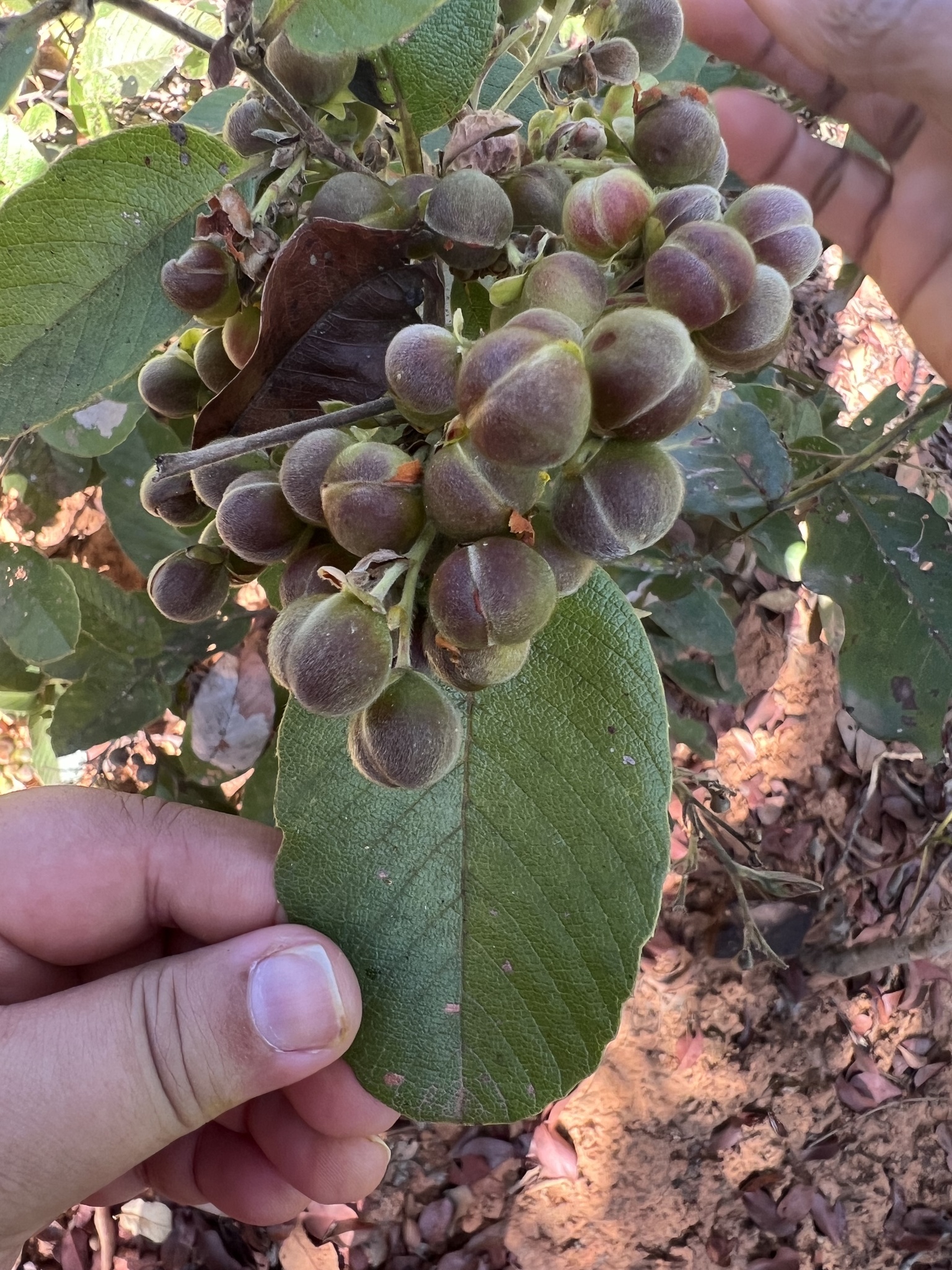 Davilla elliptica