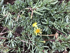 Limbarda crithmoides