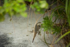 Sceloporus cozumelae