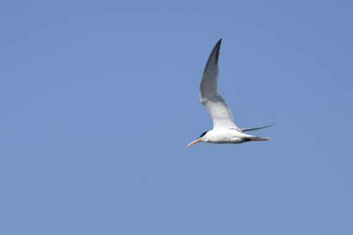 Charrán elegante (Thalasseus elegans)