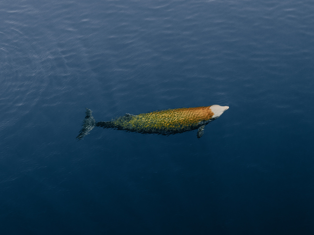 Photo of Cuvier's beaked whale (Ziphius cavirostris)