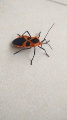 Sephina pubera