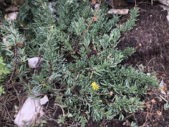 Limbarda crithmoides