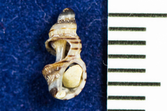Ocinebrina