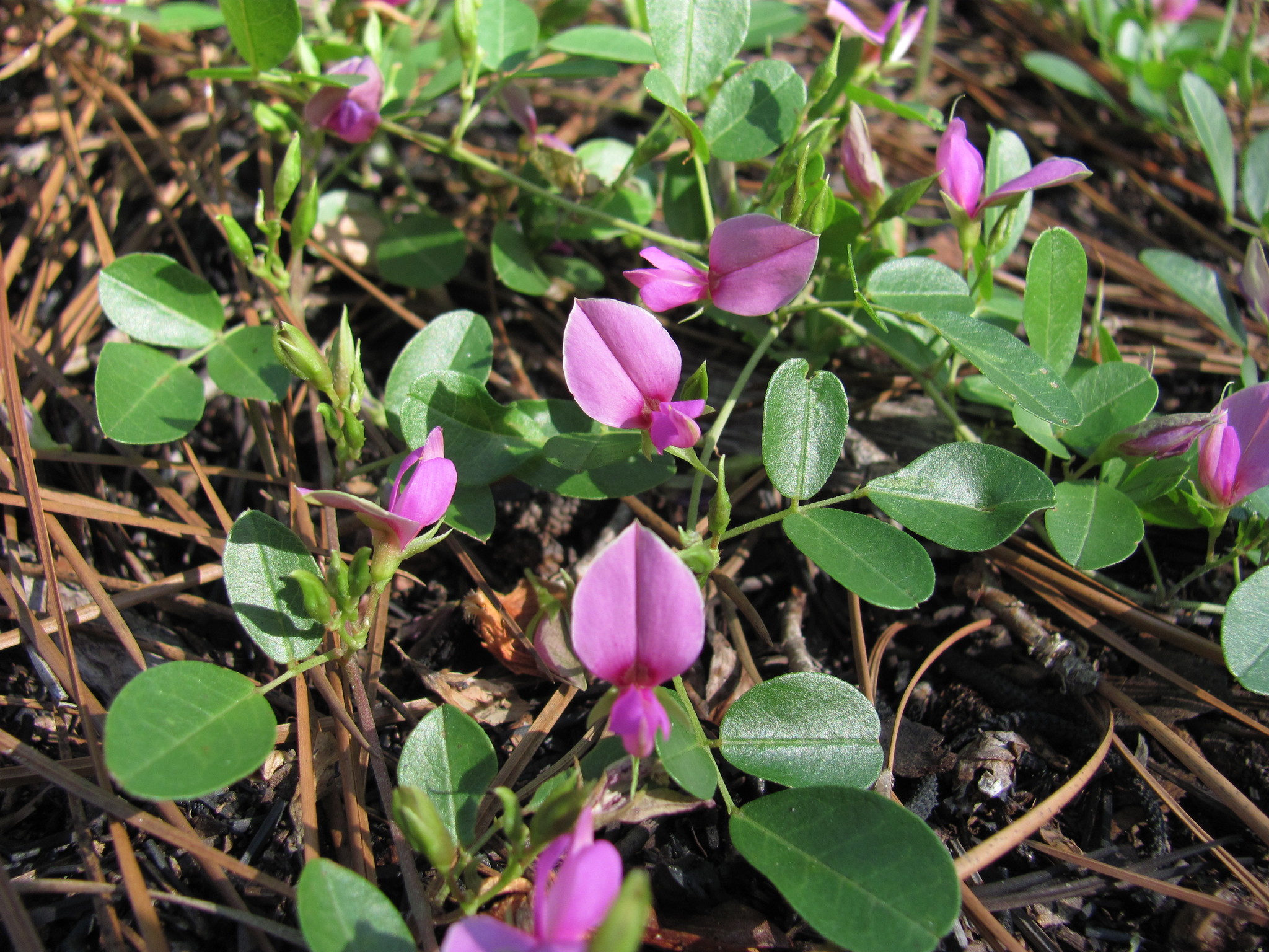 Galactia microphylla