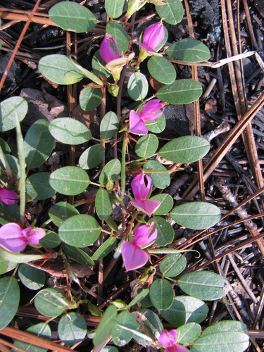 Image of Galactia microphylla by (c) Curtis Hansen, some rights reserved (CC BY)