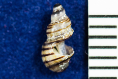 Ocinebrina