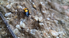 Scaphidomorphus bosci