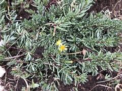 Limbarda crithmoides