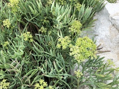 Crithmum maritimum