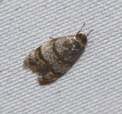 Elaphromorpha axierasta