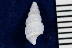 Opalia montereyensis