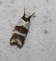 Eulechria triferella