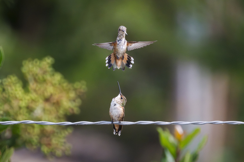 iNaturalist observation photo of Allen's Hummingbird