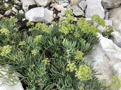 Crithmum maritimum