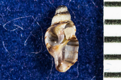 Ocinebrina