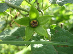 Gonolobus uniflorus