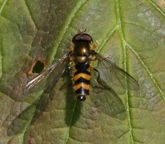 Meligramma cincta