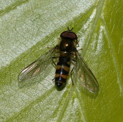 Meligramma cincta