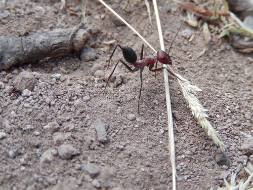 Photo of Nodal Desert Ant (Cataglyphis nodus)