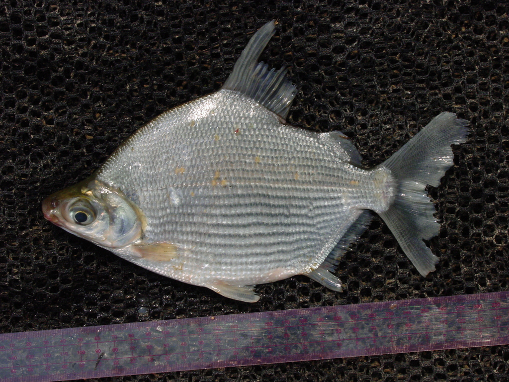 Lutefishes