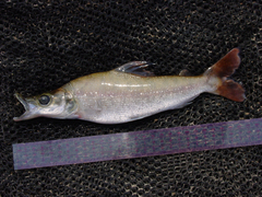 Mesoborus crocodilus