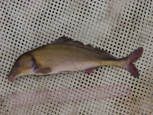 Congo mormyrid (Mormyrus caballus) — Mormyridae — 2