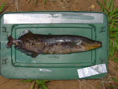African Carp photo 2