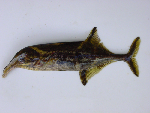 Trunkfish (Campylomormyrus tamandua) — Mormyridae — 2