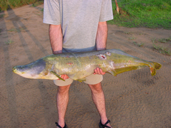 African Carp photo 3