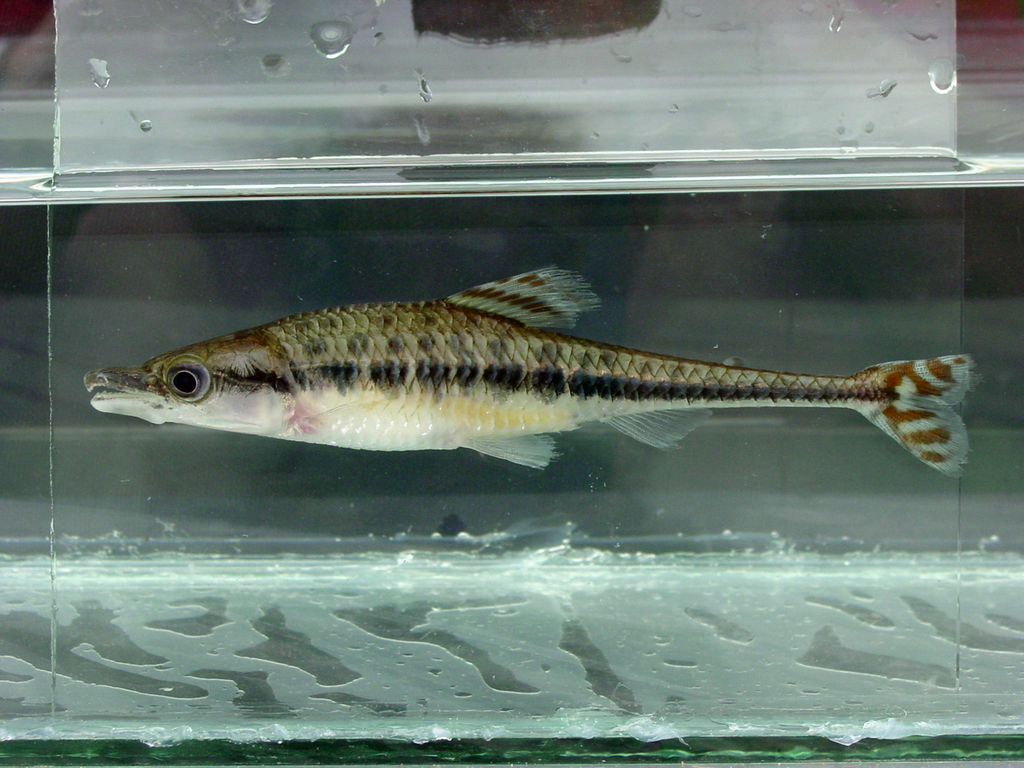 African pike-characin (Phago boulengeri) — Distichodontidae