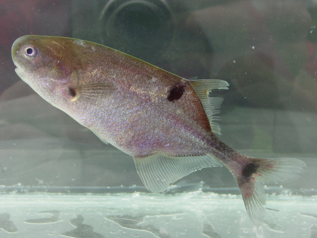Petrocephalus odzalaensis