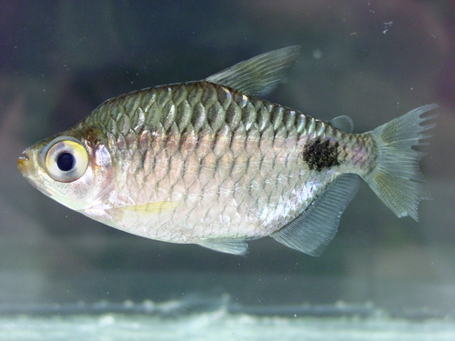 Hi-fin congo tetra (Brachypetersius altus) — Alestidae