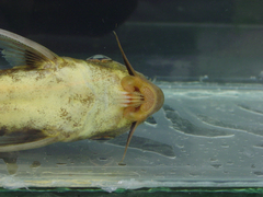 Synodontis pleurops