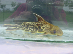 Synodontis pleurops