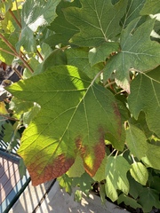 Hydrangea quercifolia