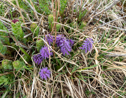 Alpine Besseya (Veronica besseya)