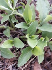 Tradescantia brevifolia