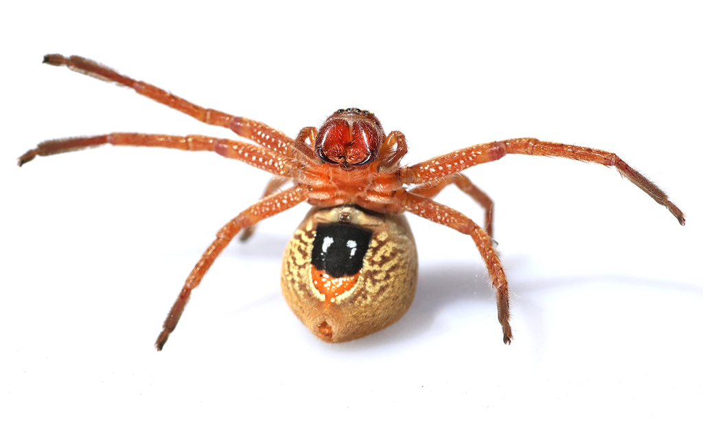 Badge Huntsman Spiders