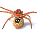 Badge Huntsman Spider - Photo (c) Shane Walker, some rights reserved (CC BY), uploaded by Shane Walker